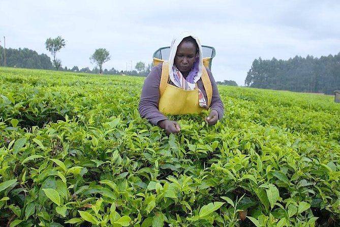 Nairobi to Kiambethu Tea Farm Tour - Tea, Tea Fields, and Kiambethu’s Past