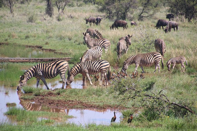 Olpejeta, Lake Naivasha, Masai Mara 5 Days Private Kenya Jeep tour - What the private vehicle adds