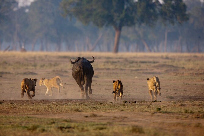 One Day Tour to Maasai Mara Game reserve from Nairobi - Looking for the Big Five in Maasai Mara