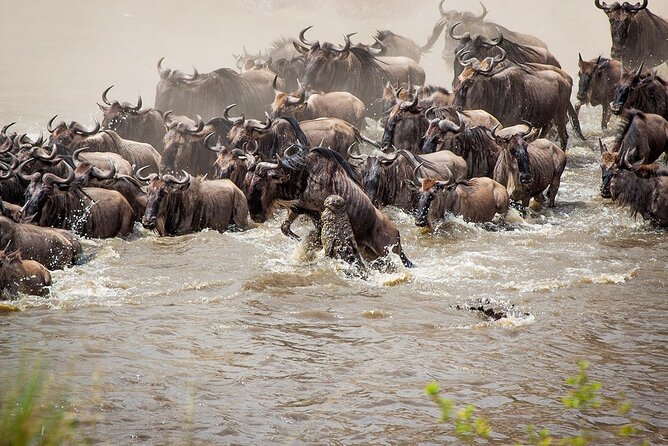 One Day Tour to Maasai Mara Game reserve from Nairobi - The wildebeest migration from July to September