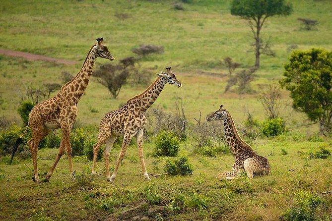 One Day Tour to Maasai Mara Game reserve from Nairobi - Entering through Sekenani Gate