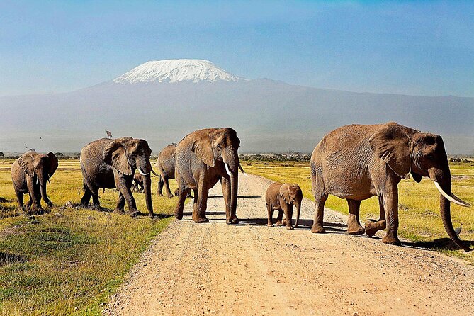One Night (Mid-range) Amboseli National Park Safari - Leaving Nairobi at 6:30 or 7:00 in the morning