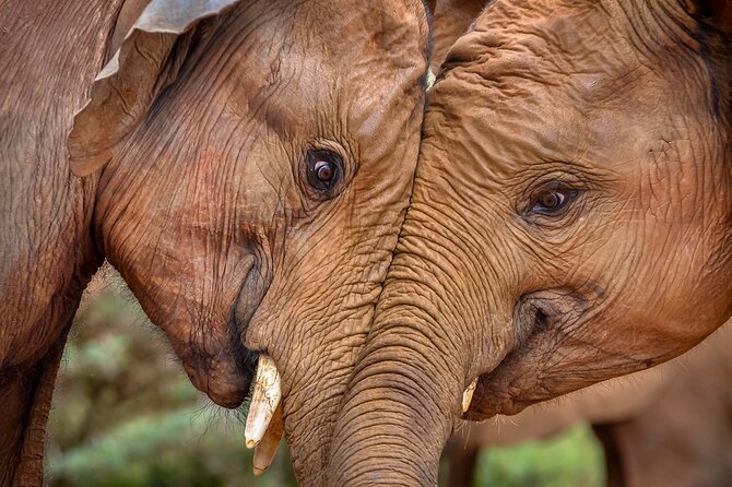 One Night (Mid-range) Amboseli National Park Safari - The afternoon game drive and Amboseli’s elephants