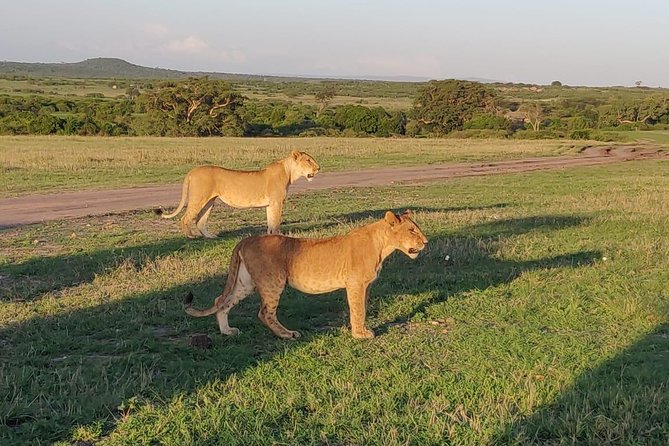 Overnight Amboseli National Park Safari from Nairobi - How the $600 price measures up