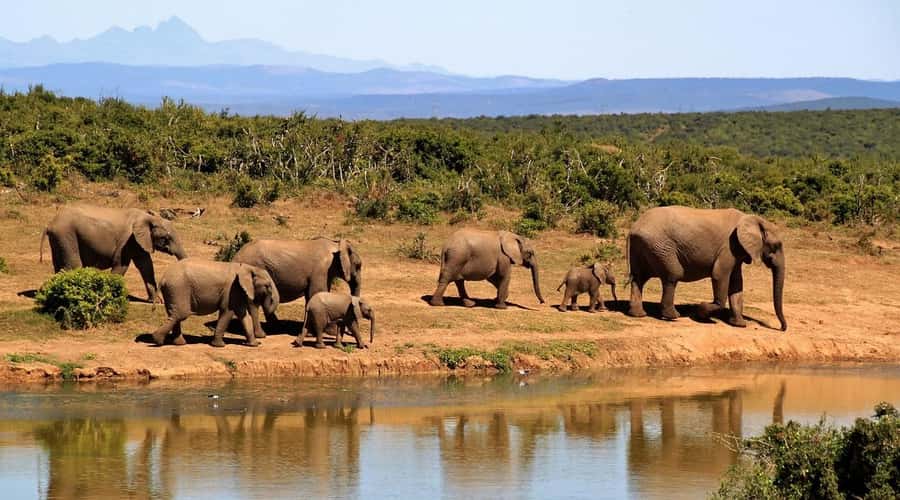 Overnight Tsavo East Safari From Mombasa/Diani (Private) - The second morning and the drive back to the coast