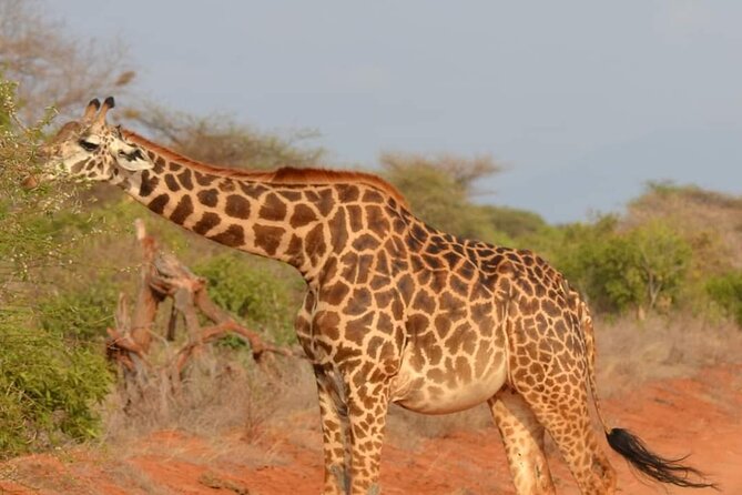 Private 3 Day Tsavo East Safari from Mombasa - Day 2: Choose a full day or split the drives