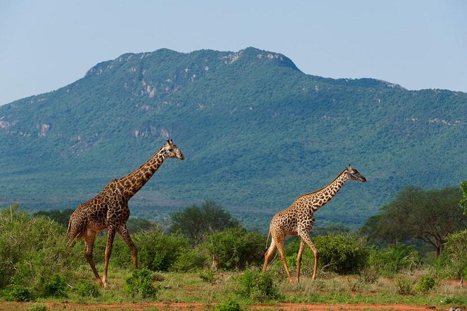 Private 3 Day Tsavo East Safari from Mombasa - Day 3: One last drive, then back to Mombasa