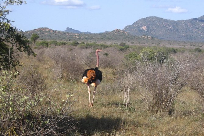 Private 3 Day Tsavo East Safari from Mombasa - What the private 4x4 changes