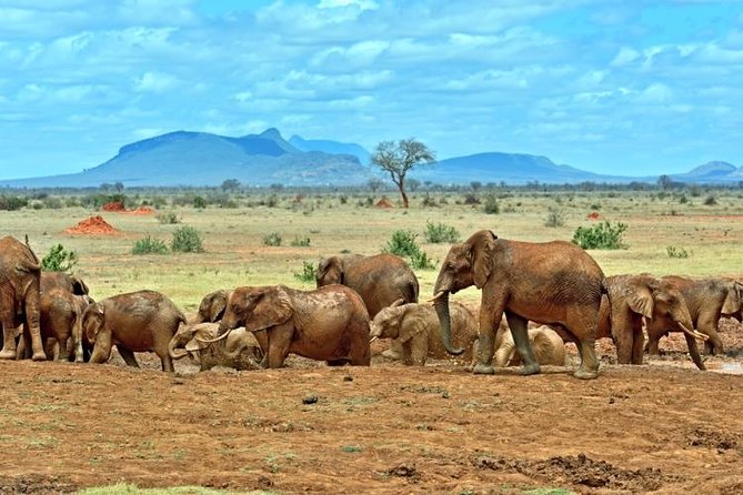 Private 3 Day Tsavo East Safari from Mombasa - Day 1: A game drive before lunch and Tsavo’s evening light