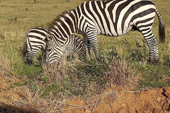 Private 6-Days Tour Exploring in Amboseli & Nakuru National Park - Why this six-day route works
