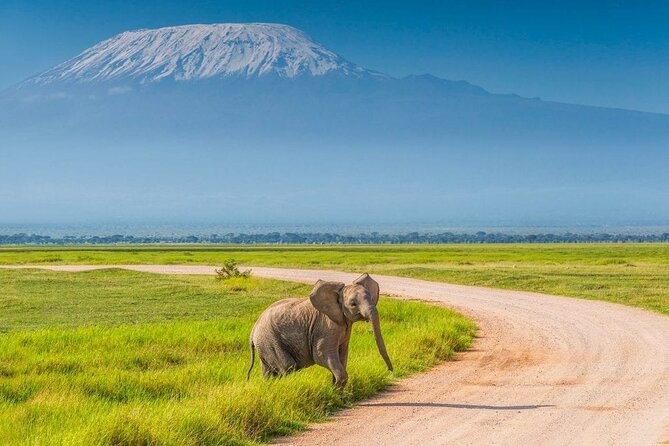 Private Day Tour Amboseli National Park, View Mt. Kilimanjaro 4<em>4 – Why Amboseli Works as a Long Day Trip’ /></p>
<p><p>Amboseli National Park offers one of Kenya’s most recognizable safari settings. The park is known for open grassland, wetlands, wildlife, and the distant outline of Kilimanjaro. You are not simply driving to see one mountain or one species. The appeal is the way elephants, zebras, giraffes, buffaloes, big cats, and birds share the same broad setting.</p>
</p>
<p><p>The trip begins at 5:00 am with pickup from a hotel, residence within Nairobi’s central area, or the airport. That early departure is practical. It lets you travel during the cooler part of the morning and reach the park with enough time for a substantial game drive.</p>
</p>
<p><p>You should also set your expectations correctly. This is a day trip from Nairobi, not a relaxed safari lodge stay. The total outing lasts about 10 hours and 30 minutes, and much of that time is spent on the road. If you have only one free day and want a safari experience without arranging an overnight stay, the schedule makes sense. If you dislike long drives, a stay nearer the park would be easier.</p>
</p>
<div class="twil" style="margin: 20px 0; padding: 15px 0;"><p><p>More Amboseli departures from Nairobi:</p></p><ul style="margin: 10px 0; padding-left: 0; list-style: none;"><li style="margin: 0 0 12px 0; padding: 0 0 12px 0; border-bottom: 1px solid #FFF6DF; line-height: 1.4;"><a href="https://bestkenyatours.com/nairobi-day-tour-to-amboseli-national-park-maasai-village/">Nairobi: Day Tour to Amboseli National Park & Maasai Village</a><br><span style="font-size: 0.82em; color: #555;"><span style="color: #FFBE1A;">★</span> 4.5 &nbsp;&middot;&nbsp; 310 reviews</span></li><li style="margin: 0 0 12px 0; padding: 0 0 12px 0; border-bottom: 1px solid #FFF6DF; line-height: 1.4;"><a href="https://bestkenyatours.com/day-tour-to-amboseli-national-park/">Day Tour to Amboseli National Park</a><br><span style="font-size: 0.82em; color: #555;"><span style="color: #FFBE1A;">★</span> 5.0 &nbsp;&middot;&nbsp; 222 reviews</span></li><li style="margin: 0; padding: 0; border-bottom: none; line-height: 1.4;"><a href="https://bestkenyatours.com/amboseli-day-tour-from-nairobi/">Amboseli Day Tour from Nairobi</a><br><span style="font-size: 0.82em; color: #555;"><span style="color: #FFBE1A;">★</span> 5.0 &nbsp;&middot;&nbsp; 84 reviews</span></li></ul></div><h2>The 5:00 am Drive Across Southern Kenya</h2>
<p><img width="669" height="446" decoding="async" src=