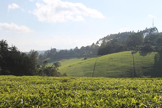 Private Day Trip to Kiambethu Tea Farm in Limuru from Nairobi - Walking through the tea fields