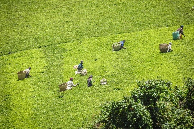 Private Day Trip to Kiambethu Tea Farm in Limuru from Nairobi - A three-course lunch made with farm produce