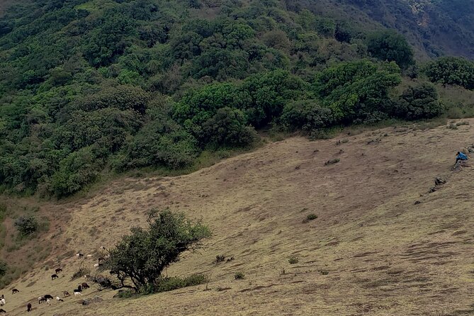 Private Half Day Hike to Ngong Hills from Nairobi - Is $85 a fair price?