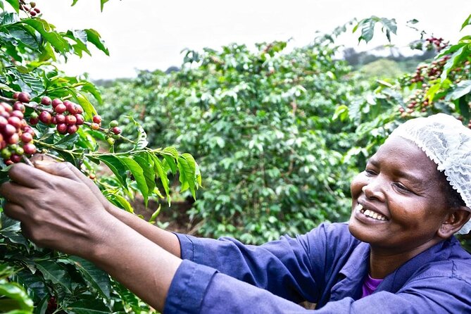 Private Half-Day Tour in Fairview Coffee Farm from Nairobi - Key points to know before you book