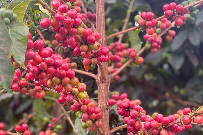 Private Half-Day Tour in Fairview Coffee Farm from Nairobi - A short trip from Nairobi to Fairview Coffee Estate