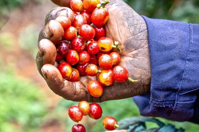 Private Half-Day Tour in Fairview Coffee Farm from Nairobi - Following coffee from picking to drying