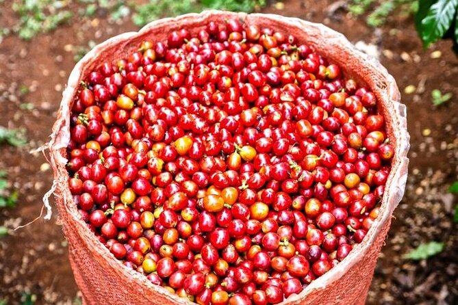 Private Half-Day Tour in Fairview Coffee Farm from Nairobi - Tasting different grades, types, and varieties