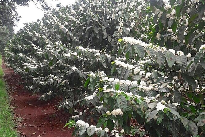 Private Half-Day Tour in Fairview Coffee Farm from Nairobi - Is the $90 price good value?
