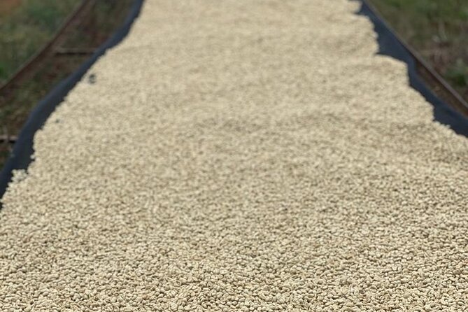 Private Half-Day Tour in Fairview Coffee Farm from Nairobi - What to wear and bring for the three-hour visit