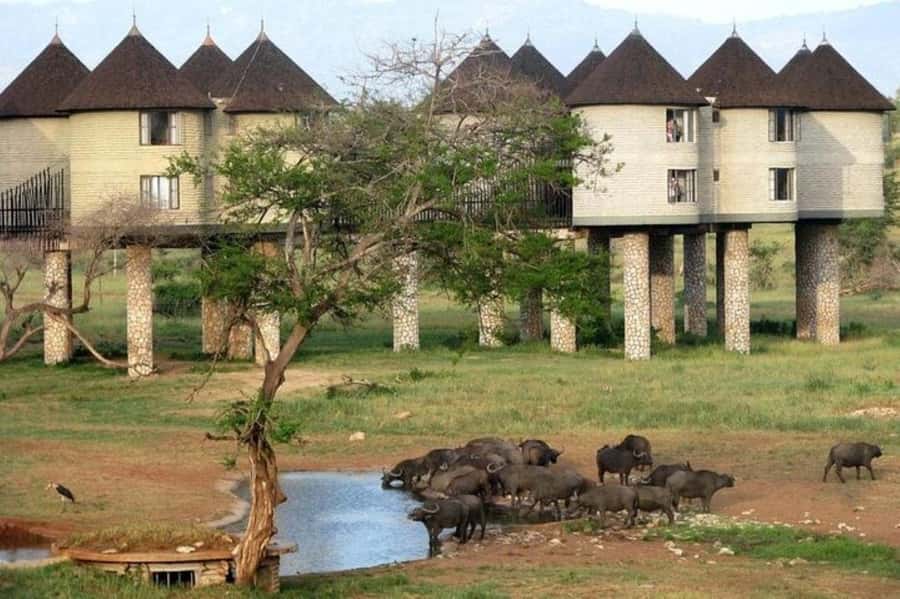 PRIVATE OVERNIGHT SALTLICK SAFARI FROM MOMBASA OR DIANI - The afternoon drive and sunset search