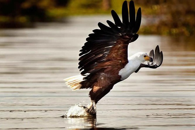 Private Tour to Mount Longonot and Optional Boat Ride on Lake Naivasha - Why Mount Longonot makes this more than a sightseeing drive