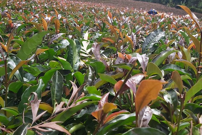 Purple Tea Farm Tour from Nairobi City - Specialty Tea Tasting - Why this Gatanga tea farm visit is different