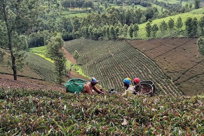 Purple Tea Farm Tour from Nairobi City - Specialty Tea Tasting - Walking the trail to the waterfall