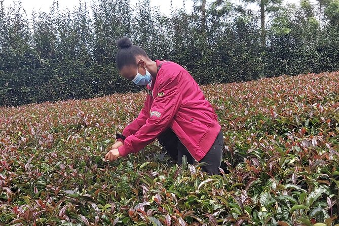 Purple Tea Farm Tour from Nairobi City - Specialty Tea Tasting - A three-course lunch with specialty tea