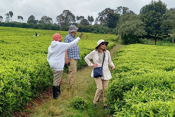 Riara tea farm tour with lunch and tea tasting from Nairobi - Tea tasting in a quiet farm setting