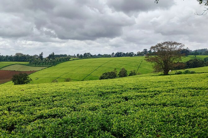 Riara tea farm tour with lunch and tea tasting from Nairobi - Private transport and the five-hour schedule