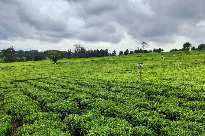 Riara tea farm tour with lunch and tea tasting from Nairobi - What you will and will not see in Nairobi