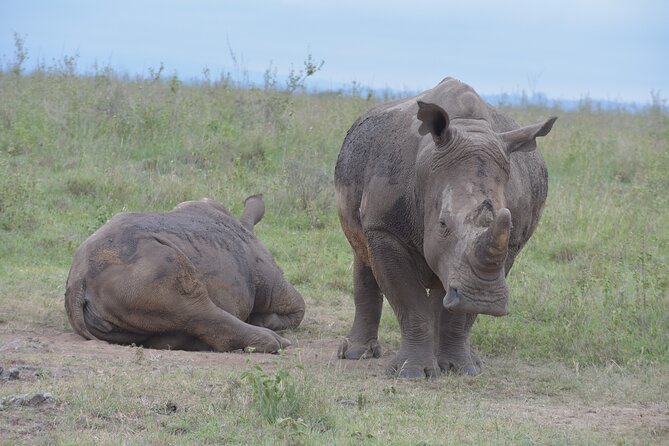 Safari In Nairobi Kenya National Park Half day Tour - The animals you might see