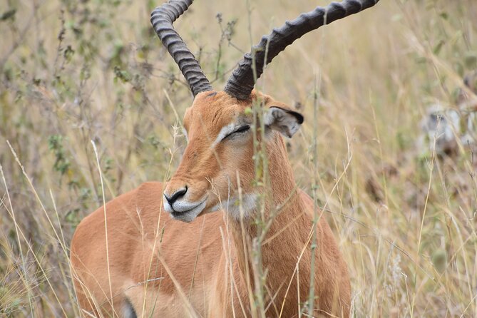Safari In Nairobi Kenya National Park Half day Tour - Why the guide matters
