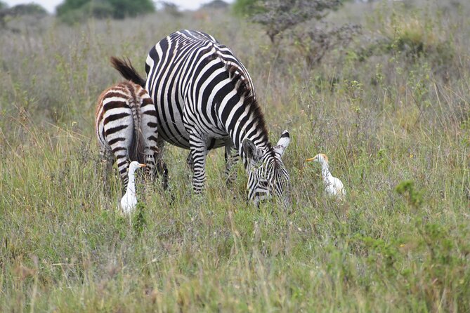 Safari In Nairobi Kenya National Park Half day Tour - The open-roof van and rough tracks