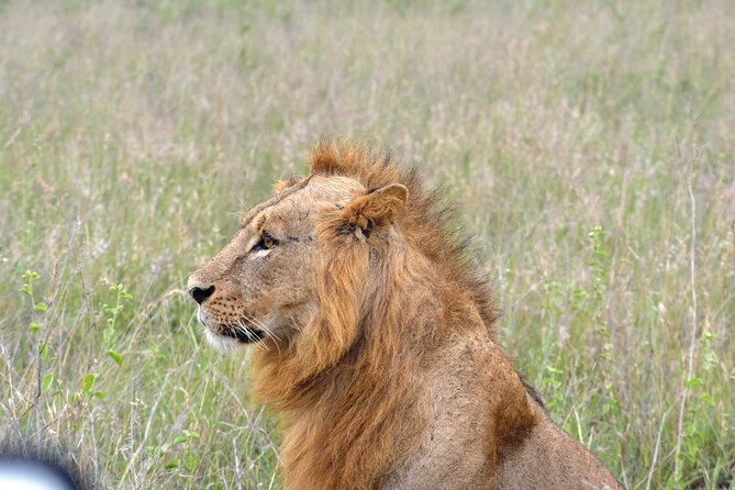 Safari In Nairobi Kenya National Park Half day Tour - What the 3 to 4 hour drive feels like