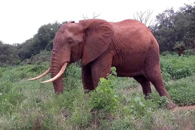 Safari Kenya with Patrick - What $418.12 per person really buys