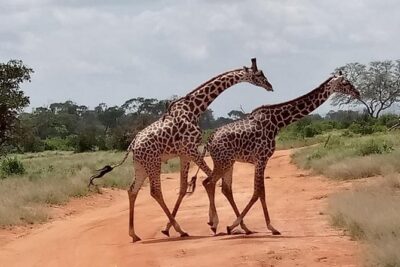 Safari Kenya with Patrick