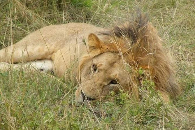 Safari Kenya with Patrick - The guide can shape the whole experience