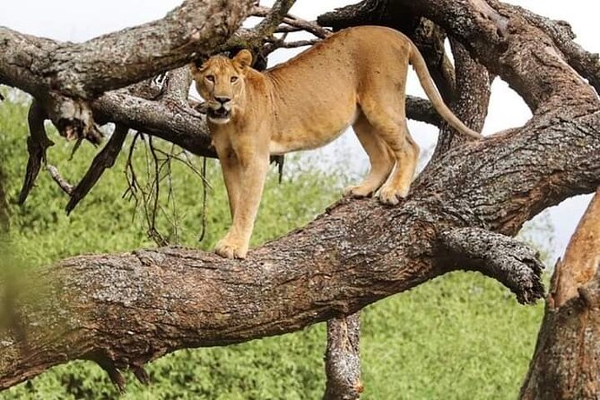 Safari Tour; Nairobi National Park - A true safari beside Nairobi’s skyscrapers