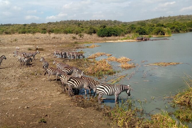 Safari Tour; Nairobi National Park - Four to five hours of game viewing, on paper