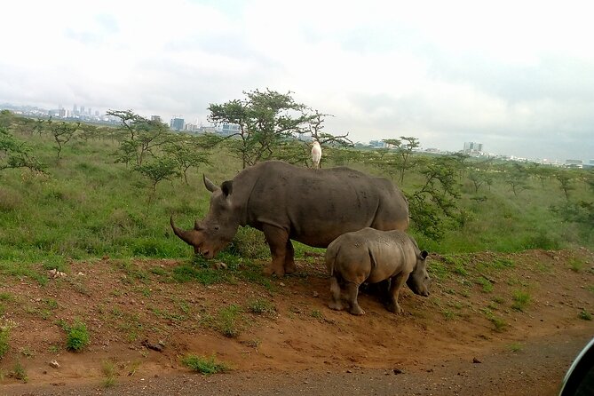 Safari Tour; Nairobi National Park - The animals you might see