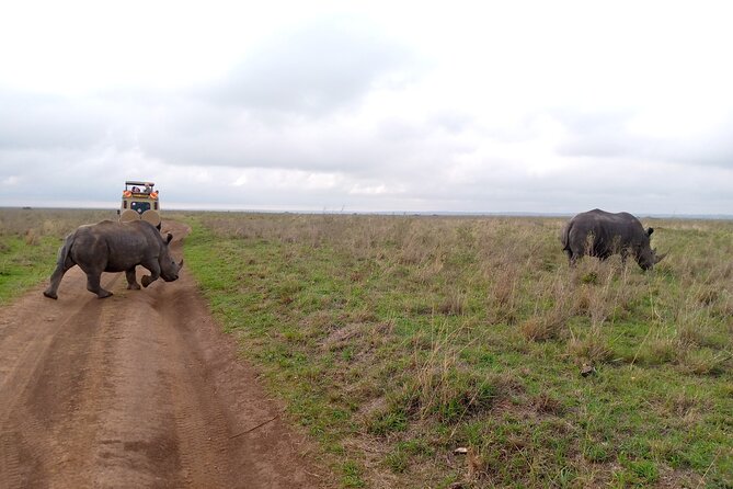 Safari Tour; Nairobi National Park - Why the guide can make or break the morning
