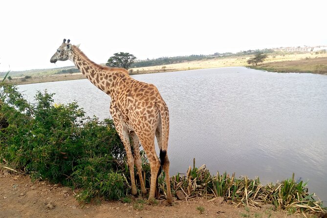 Safari Tour; Nairobi National Park - The open-roof van and the viewing experience