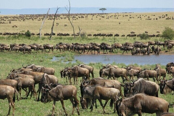 Safari Tour; Nairobi National Park - A practical choice for a layover