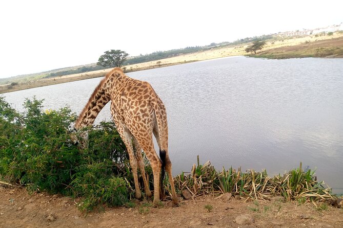 Safari Tour; Nairobi National Park - What happens at the park entrance