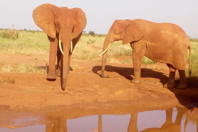 Safari-Tsavo east national park -2 days 1 night - Key points to know before booking
