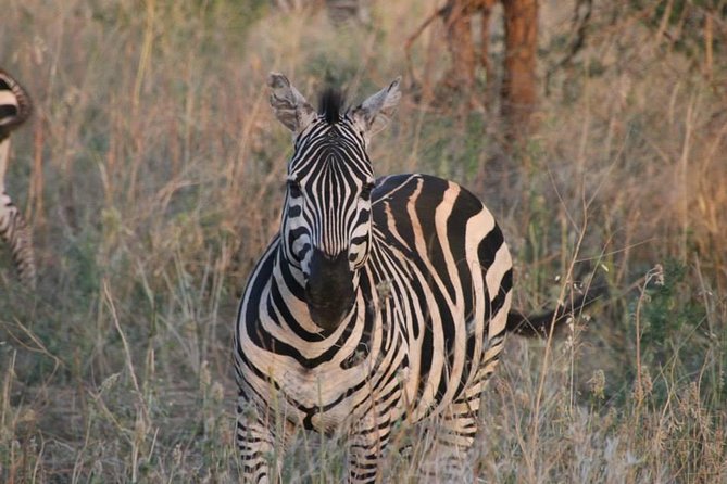 Safari-Tsavo east national park -2 days 1 night - Animals, photography, and realistic expectations