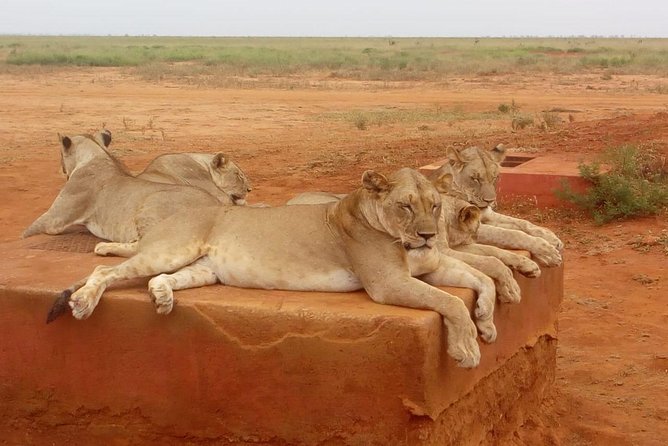 Safari-Tsavo east national park -2 days 1 night - Who should book this Tsavo East safari