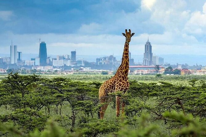 Shared Nairobi National Park Safari Tour - Why Nairobi National Park makes a good short safari